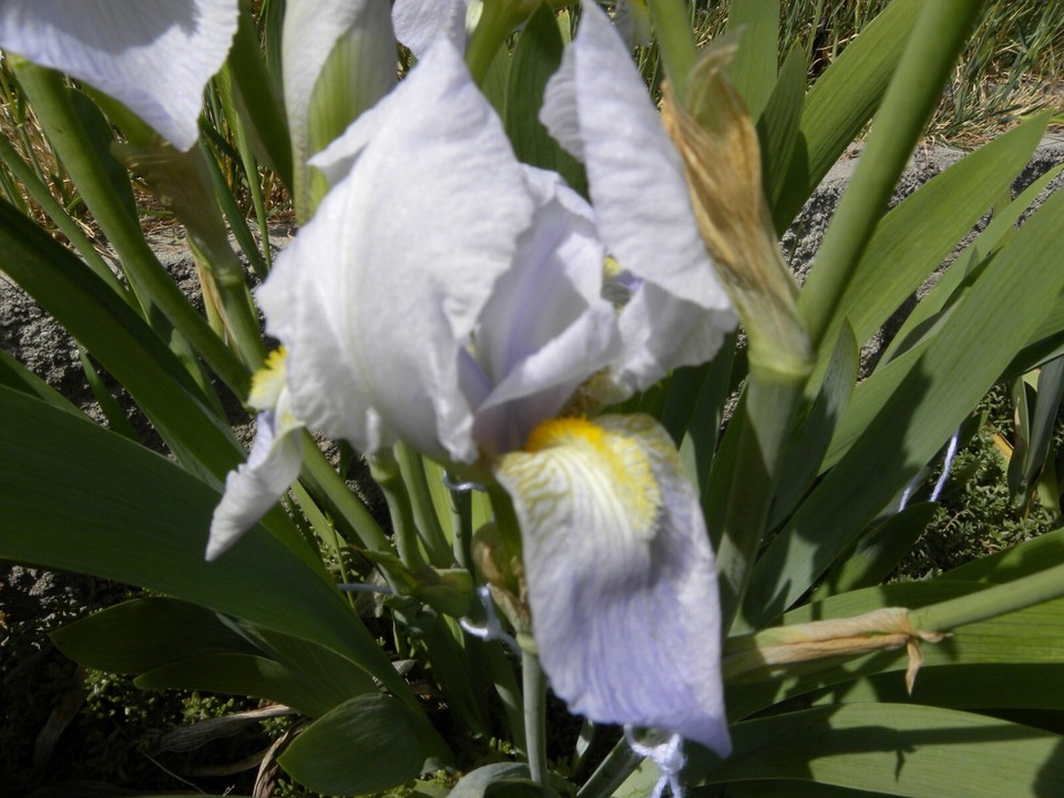Flower Dig Lot of 12 White Lavender Iris Flower Rhizome Rhizomes Plant Flowers ...
