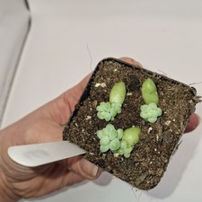 Sedum morganianum (Burro’s Tail) – Rooted Succulent Plant