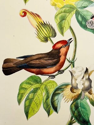 Antik Aquarelle Stahlstich BLUMEN VÖGEL 1846 Botanik Illustration Handkoloriert - Bild 1 von 4