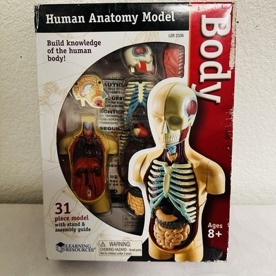 Learning Resources Human Anatomy Model Body With Stand Educational Teaching Tool