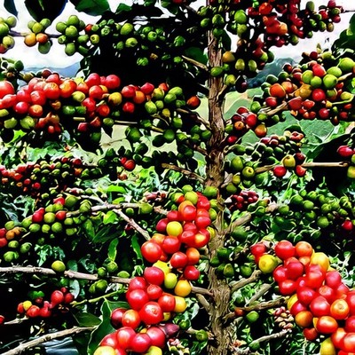 10 Coffea arabica Seeds Tropical EXOTIC Coffee Bean Indoor House