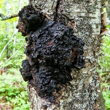 Chaga Mushroom Inonotus obliquus Liquid Culture