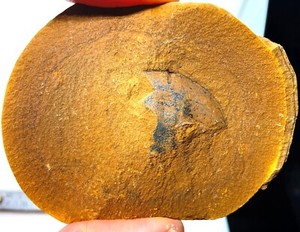 Carboniferous Eurypterid fossil partial head - Knob Noster, Missouri