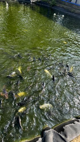 Koi Pond Liner – 20x24 HDRPE, allevamento ittico forte e flessibile USA, consegna gratuita - Foto 10 di 23