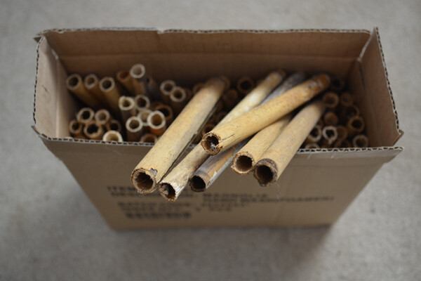 Leafcutter Bee /  Reeds / Home/ 6mm or so