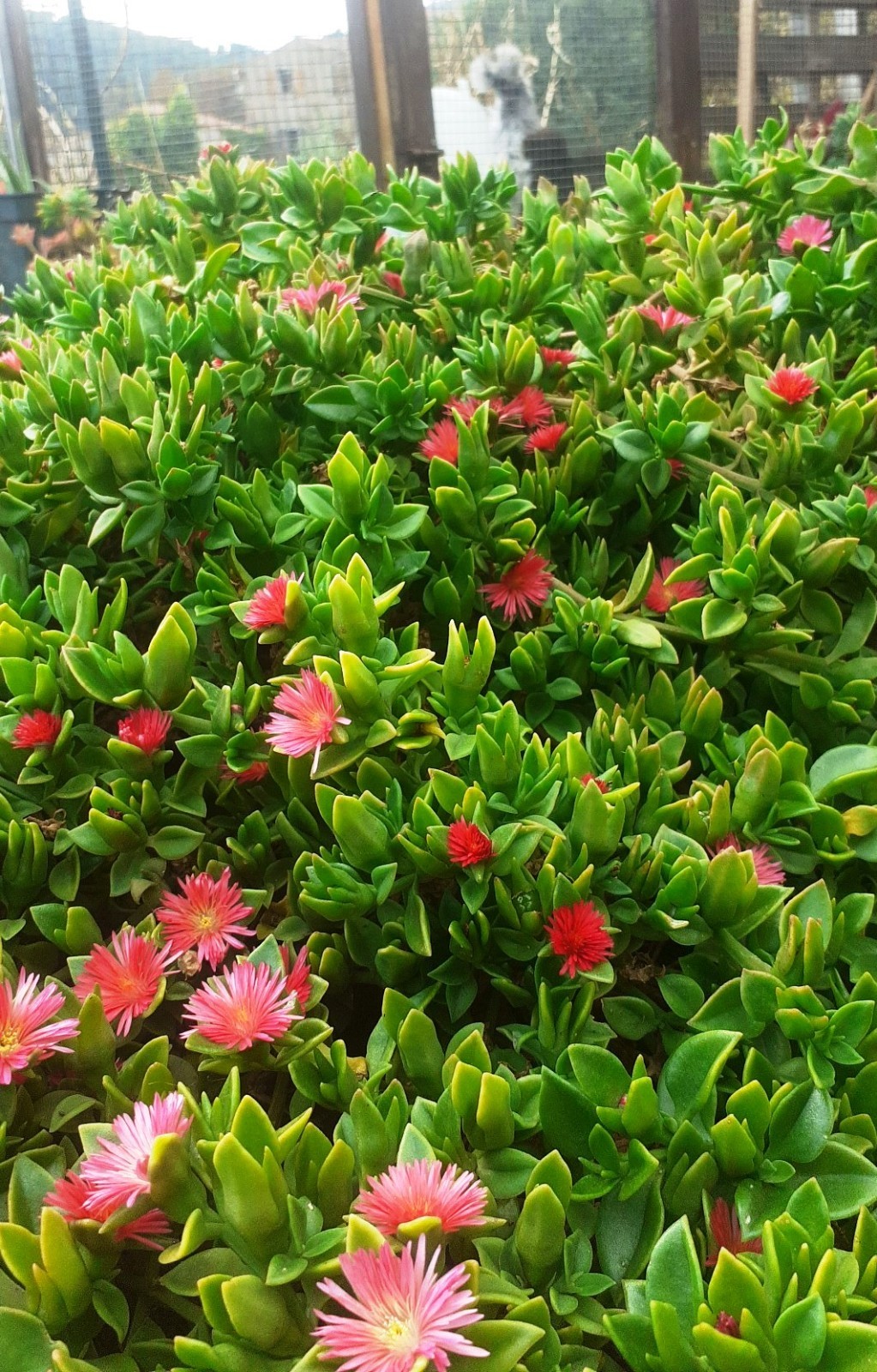 Plants d Aptenia Cordifolia Sedum Joubarbe lot de 41 succulentes rustiques à croissance rapide
