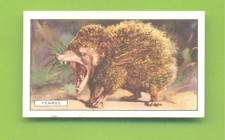 WILD ANIMALS.#16 THE TENREC.GALLAHER CIGARETTE CARD ISSUED 1937