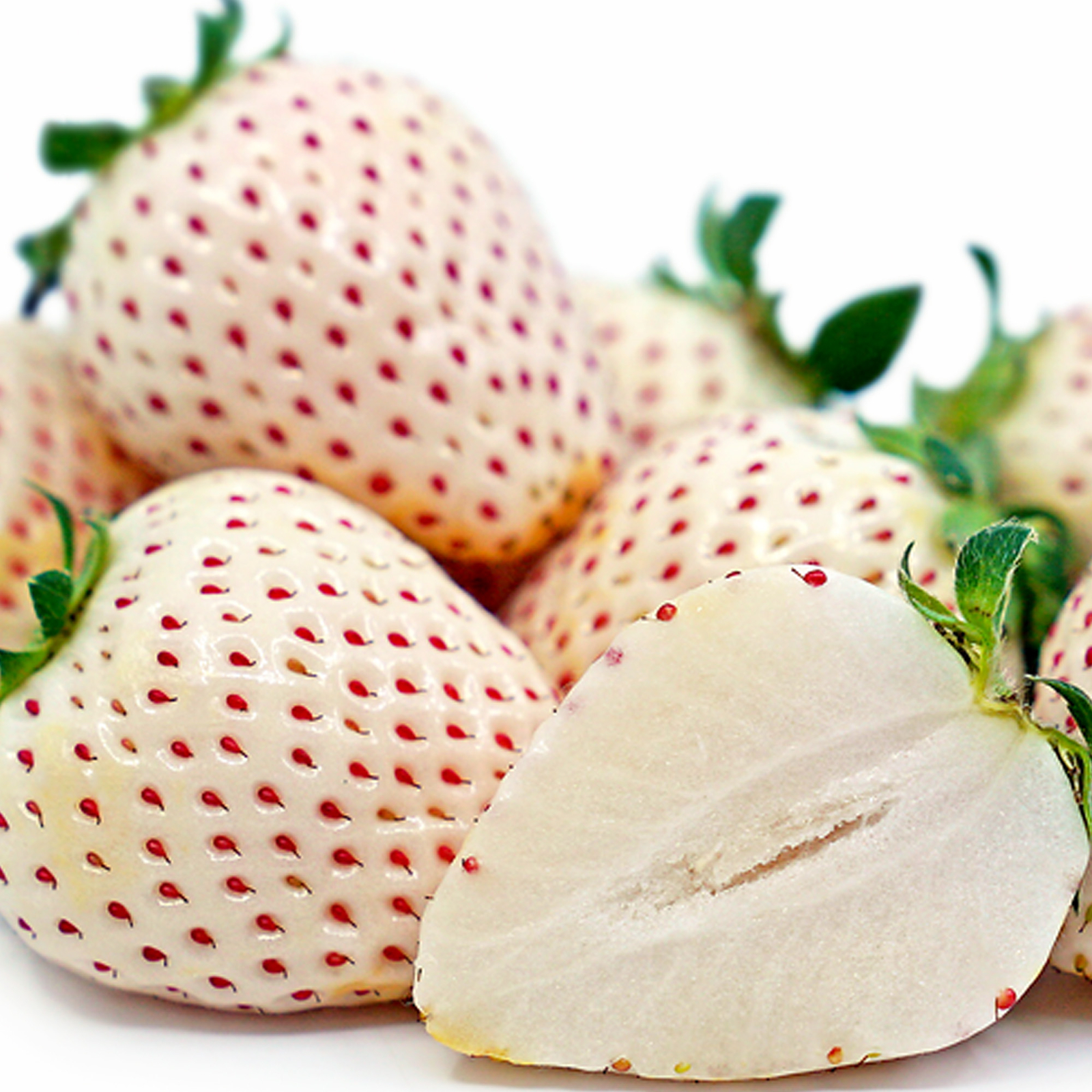 Strawberry Snow White Outdoor Plants Grow Your Own Fresh Fruit in Plant