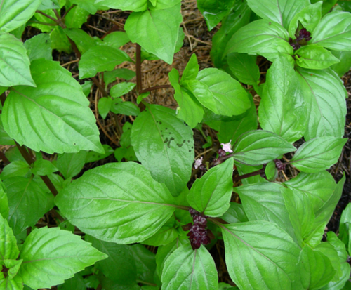 Herb plants, garden ready, 9cm pots lots of choice - Picture 287 of 298
