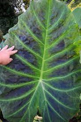 ~Imperial Taro~ Colocasia Antiquorum Gigantea Live Elephant Ear Sml Potd Plant - Picture 5 of 7