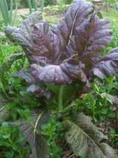 200 seeds Red Giant Mustard - organic crop of 2024 - FREE SHIPPING