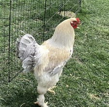 8+ Pure Type Isabella Brahma Hatching Eggs NPIP Certified