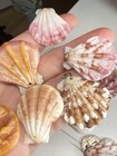 New! Natural Folded Scallops Pre Drilled Holes DIY Jewelry Making Crafting Lot — photo 5