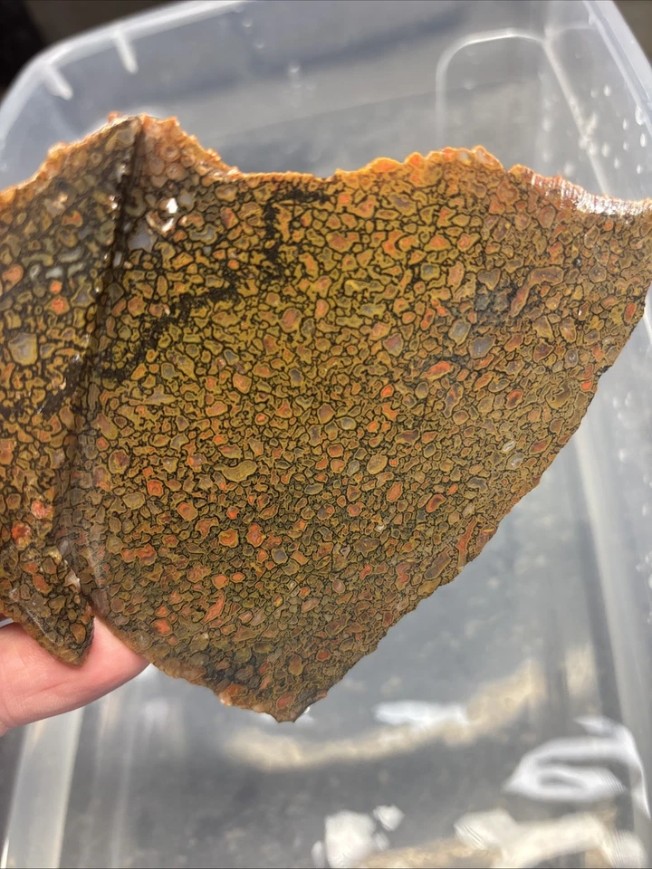 Agatized Dinosaur Bone Slab ~ Gem Agate Dino Bone Slab Quality Translucent - Image 4 of 4