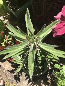 Aranto Alligator Plant Kalanchoe Daigremontiana Mother Of Thousands Succulent Ebay