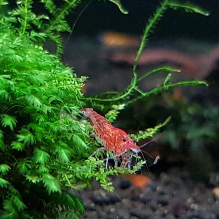 NEOCARIDINA RED CHERRY GAMBAS ACUARIO ESTANQUE PECES AGUA FRÍA ELIMINAN ALGAS - Imagen 4 de 4