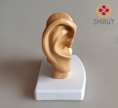 1:1 life size Ear model , Human Medical Teaching Anatomical Model