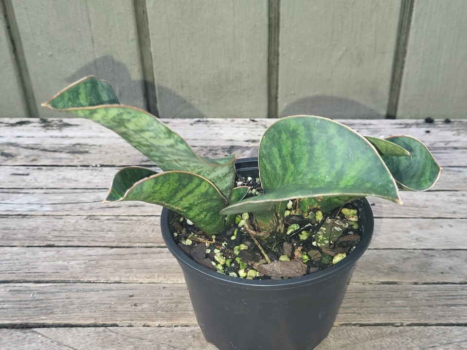 Sansevieria masoniana 'Whale Fin' rare snake plant eBay