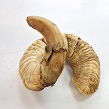 Widderhorn Natur, großes Schafshorn,  ca. 22 cm im Duchmesser