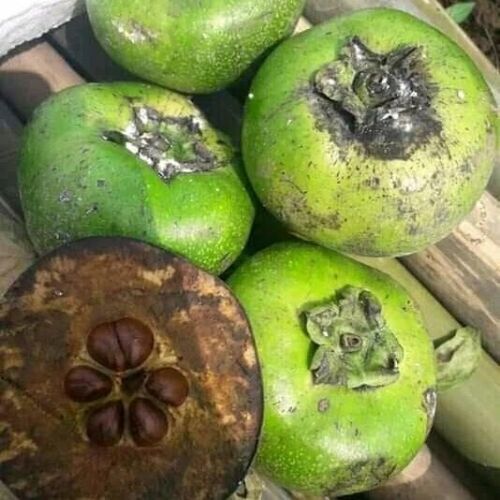 30 graines de sapote noire kaki Diospyros Digyna chocolat pudding fruit biologique - Photo 1 sur 12