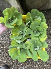 Mothers Day Special 8 Jumbo Water Lettuce Floating Koi Pond Plant Shade 6" Liv