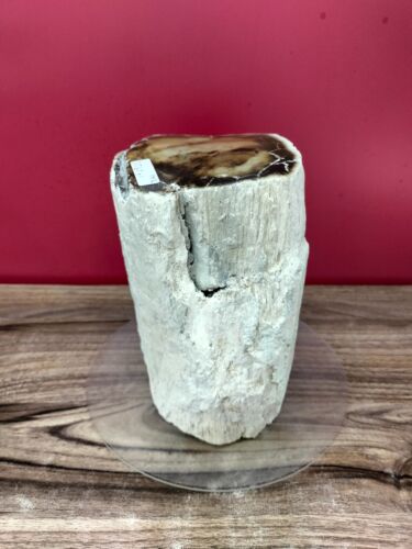 Beige brown opalized petrified wood polished 3565gr 462 - Picture 4 of 10