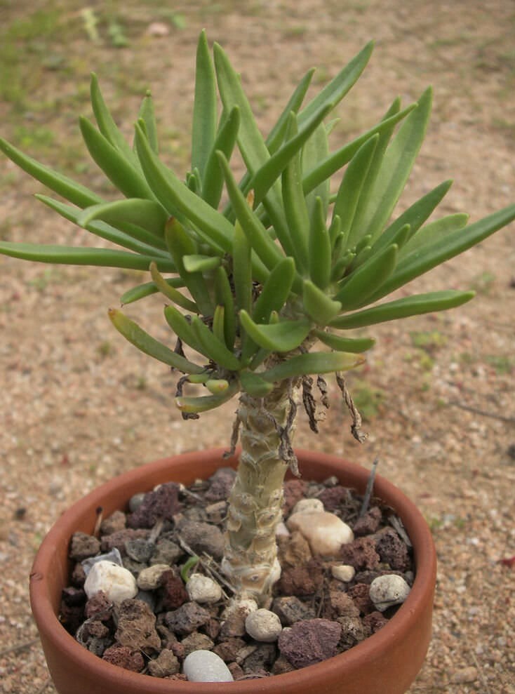 tylecodon for sale tylecodon for sale Shipping to South Africa