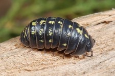 10ct Armadillidium Vulgare "High Yellow" Isopods Rare Morph Live Reptile Feeder