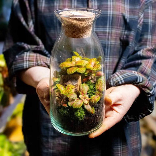 Glass Terrarium Jar Container 19cm Terrarium Glass and Vessels with Cork Lid - Picture 2 of 5