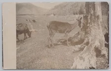 Animal~Deer & Cow Side by Side in Grassy Field~Vintage Postcard