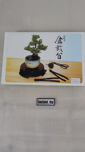 Kikuwa Bonsai Giapponese Set di 10 Alta Qualità Nuovo Giappone Giardinaggio Principianti - Video 1 di 1