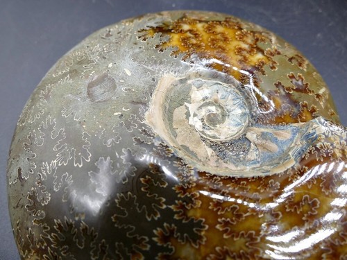 Fósil macizo - Amonita - 205×162×45 mm - 1492,14 g - Imagen 2 de 10