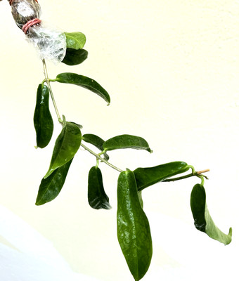 Hoya chorantha 6-12 inches well rooted.