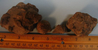 FOSSILS BRYOZOAN BIVALVE MUCROSPIRIFER MORE DEVONIAN MILAN MICHIGAN USA #290