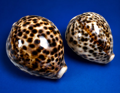 XL Tiger Cowrie Shell Pair Huge Cypraea Tigris 77.7mm and 61.3mm Indo Pacific