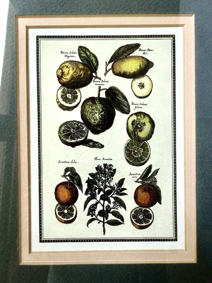 PAR Ilustraciones BOTÁNICAS Vintage DECORACIÓN DE PARED MADERA. Alfombrilla personalizada para marco Foto 4 de 4