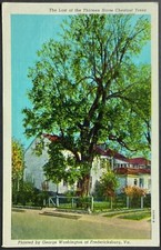 Fredericksburg VA Old Horse Chestnut Tree Washington Vintage Postcard Unposted