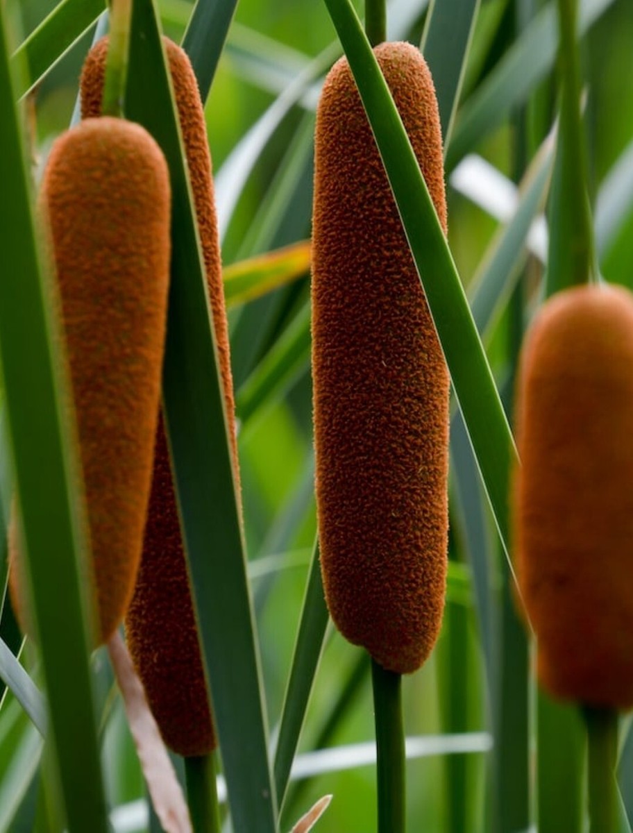200++ Cattail Seeds (Typha latifolia) Common Cat tail, Fresh Seeds 07/2025  USA