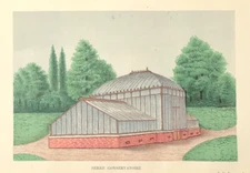 Linden Botanical Conservatoire Original print Serre 1885