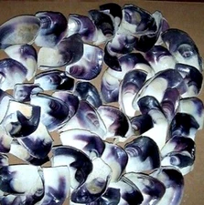 1 Pound Quahog/Wampum Shell Pieces Superior Quality Great Color Not "Processed"