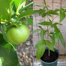 White Sapote-Redlands variety. Grafted Tree 3Gal ~3Ft tall. Exotic Fruit Tree.