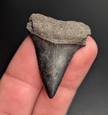 Uniquely Patterned Mako Shark Tooth North Carolina Quality Fossil
