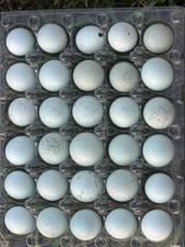 30 huevos de codorniz azul Celadon huecos - cáscaras de huevo sopladas a mano **ENVÍO GRATUITO**
