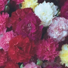 120+ CARNATION HARDY TRIUMPH MIX FLOWER SEEDS / GRENADIN /  FRAGRANT / PERENNIAL