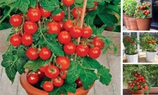 Seeds Indoor Tomato Dwarf in Pot Red Early Heirloom Vegetable for Planting Non