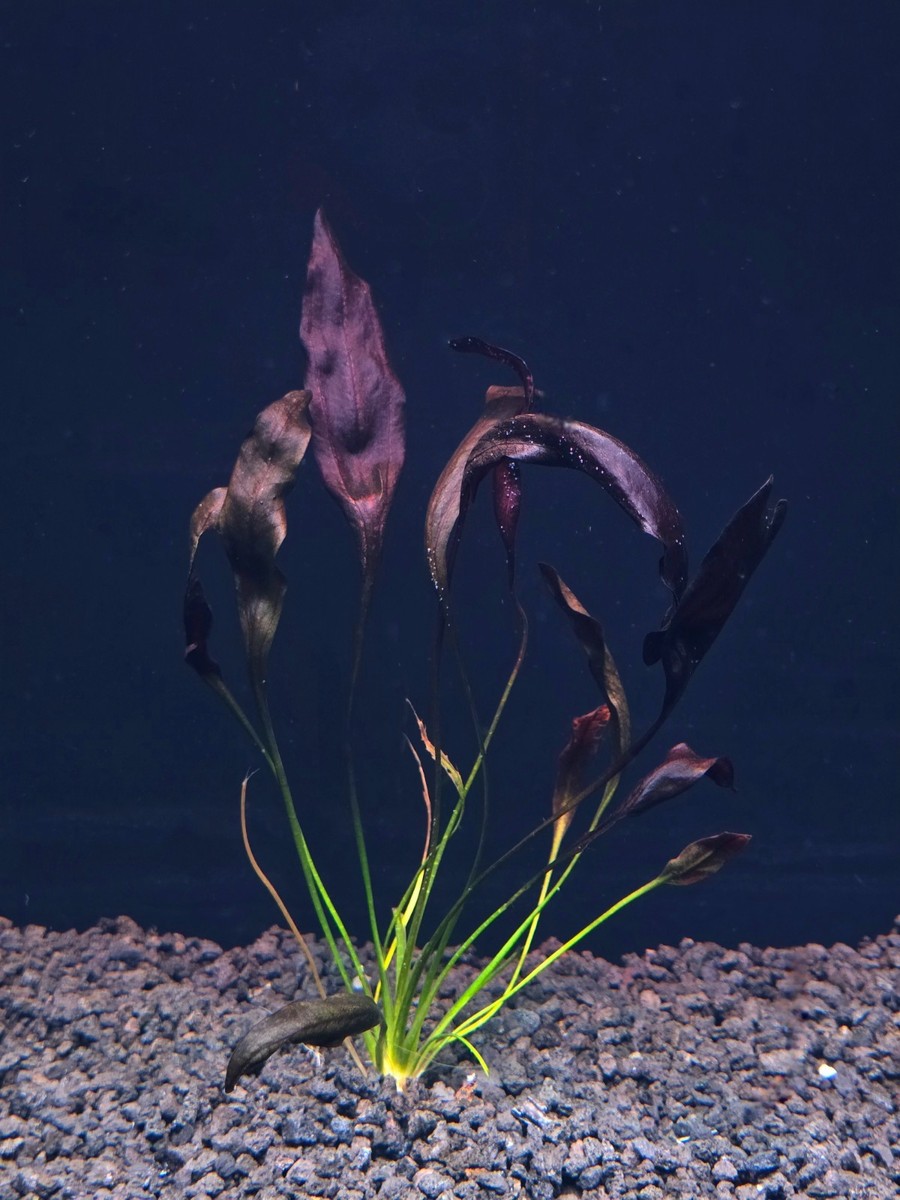 Echinodorus Dark Aflame - Live Aquatic Fish Tank Shrimp Tank Amazon Sword  Plant | eBay