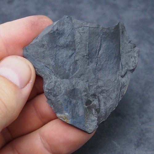 Tuerca cápsula de semilla de planta fósil carbonífero fosilies Alemania - Imagen 4 de 6