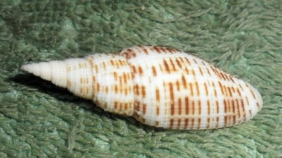 RFM 85339 Philippines Mitra Neocancilla granatina Lamarck 1811 52.1mm F+  Olango