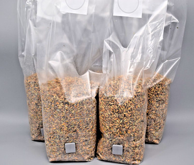 Bio-Weizen Steriles Grain Spawn  1L Beutel  3/5/10 wählbar, Impfport&Mikrofilter