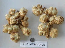 Sunchokes/Jerusalem artichokes   Mammoth White  Grown free of chemicals